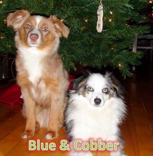Blue< Cobber and Biscuit:Cobber< Rein and Hazer MB