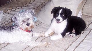 Frankie< Cobber and BIscuit-BC