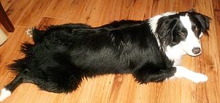 Toby< Cobber and Hazer-BC