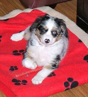 Lexi< Chicquita x Biscuit - MB