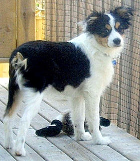 Update: Taz <Josie and Drover -NL