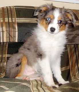 Toby < Daisy and Biscuit -NL