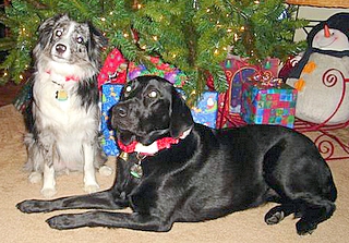 Bella< Cobber and Hazer: Vancouver BC