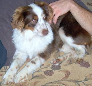 Charlie Brown< Daisy and Biscuit-MB