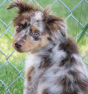 Moose< Chiquita and Biscuit -MB