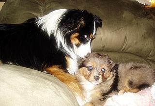 Riley< Cobber and Hazer: Vancouver BC