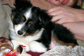 Wally< Josie and Drover - SK