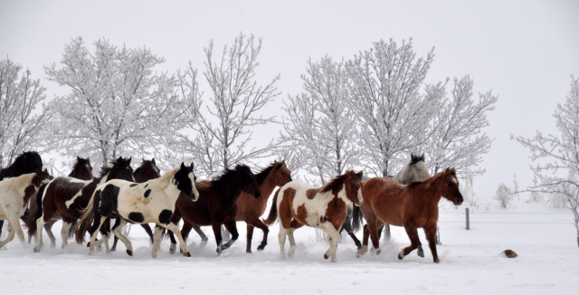 Winter run