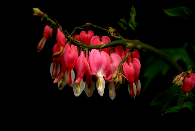 Bleeding Hearts