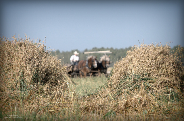 Harvesting with Horses