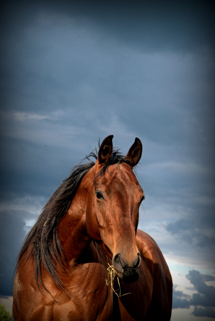 Mustang