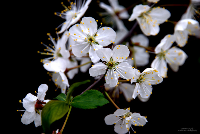 Plum Blossom