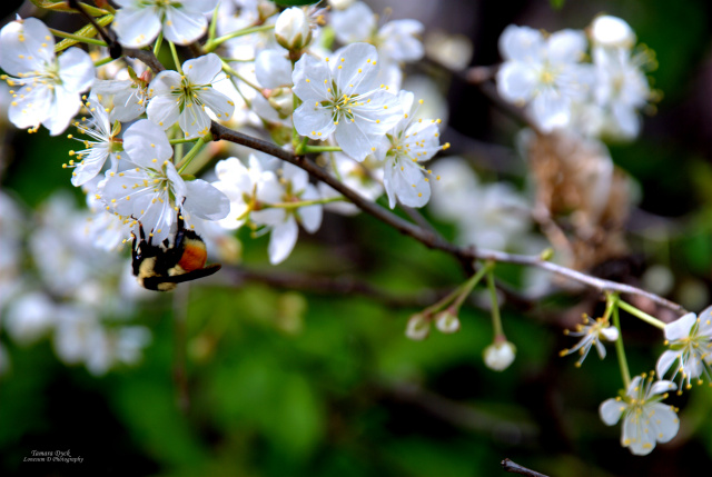 Bumblebee Blossom