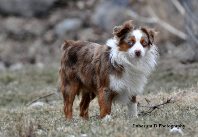 kande Lokomotiv Orphan Toy and Mini Australian Shepherd Males