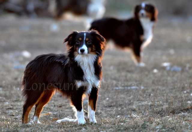 full grown toy australian shepherds