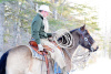 Chipmunk-Buckskin Gelding