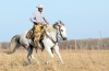 LD’s Red Rose Te 2008 grey paint APHA mare